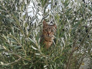 {{brizy_dc_image_alt imageSrc=